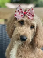 Sallie, a female Goldendoodle for sale in Campobello, SC – 1 of 7