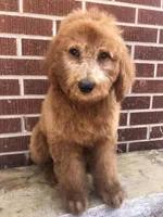 Dugger, a male Goldendoodle for sale in Campobello, SC – Photo 3 of 10
