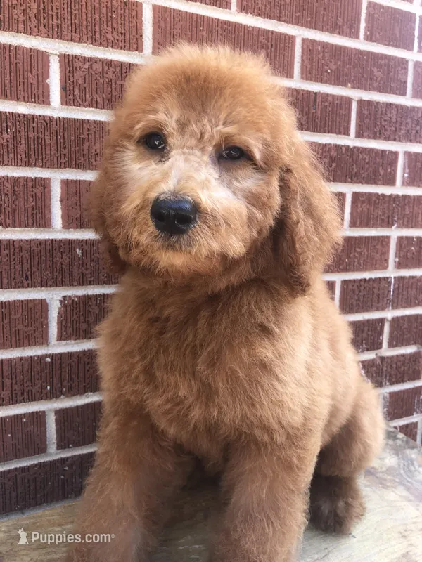 Dugger, a male Goldendoodle for sale in Campobello, SC – Photo 1 of 10
