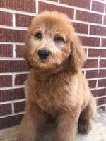 Dugger, a male Goldendoodle for sale in Campobello, SC – Photo 1 of 10