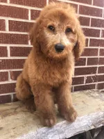 Dugger, a male Goldendoodle for sale in Campobello, SC – Photo 6 of 10