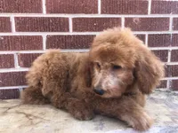 Dugger, a male Goldendoodle for sale in Campobello, SC – Photo 5 of 10