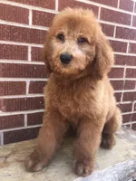 Dugger, a male Goldendoodle for sale in Campobello, SC – Photo 4 of 10