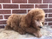 Dugger, a male Goldendoodle for sale in Campobello, SC – Photo 9 of 10