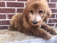 Dugger, a male Goldendoodle for sale in Campobello, SC – Photo 8 of 10