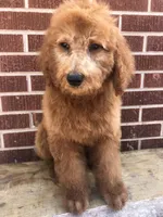 Dugger, a male Goldendoodle for sale in Campobello, SC – Photo 10 of 10