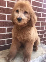 Dugger, a male Goldendoodle for sale in Campobello, SC – Photo 7 of 10