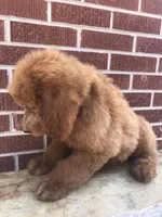 Dugger, a male Goldendoodle for sale in Campobello, SC – Photo 2 of 10