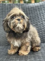 Tippy, a male Cavalier King Charles Spaniel and Shih Tzu for sale in Campobello, SC – 2 of 5