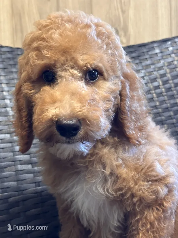 Pixie – Goldendoodle puppy for sale in Campobello, SC