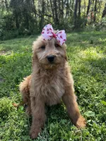 Daisy, a female Goldendoodle for sale in Campobello, SC – Photo 5 of 5