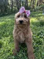 Daisy, a female Goldendoodle for sale in Campobello, SC – Photo 3 of 5