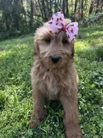 Daisy, a female Goldendoodle for sale in Campobello, SC – Photo 2 of 5