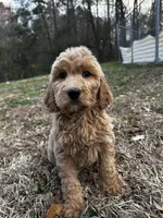 Daisy, a female Goldendoodle for sale in Campobello, SC – Photo 1 of 2