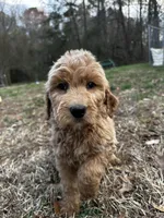 Daisy, a female Goldendoodle for sale in Campobello, SC – Photo 2 of 2