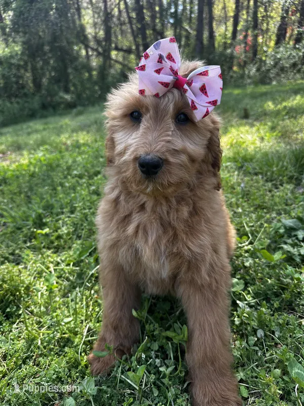 Daisy – Goldendoodle puppy for sale in Campobello, SC