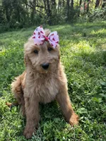Daisy, a female Goldendoodle for sale in Campobello, SC – Photo 4 of 5