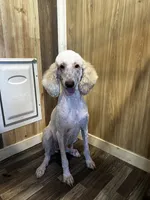 Shana, a female Poodle - Standard  for sale in Campobello, SC – 2 of 2