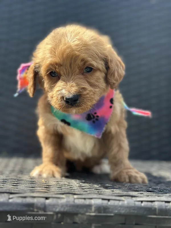 Tommy – Goldendoodle puppy for sale in Campobello, SC