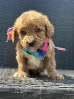 Tommy, a male Goldendoodle for sale in Campobello, SC – 1 of 1