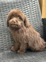 Shawn, a male Cavalier King Charles Spaniel and Poodle - Toy  for sale in Campobello, SC – 4 of 5