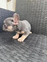 Blaze, a male French Bulldog for sale in Campobello, SC – 3 of 5