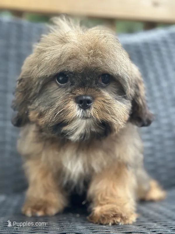 Tanner – Cavalier King Charles Spaniel, Shih Tzu puppy for sale in Campobello, SC
