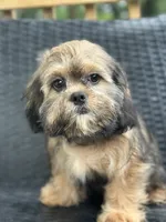 Truffle, a male Cavalier King Charles Spaniel and Shih Tzu for sale in Campobello, SC – 5 of 6