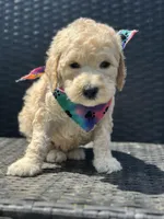 Chuck, a male Goldendoodle for sale in Campobello, SC – 1 of 1