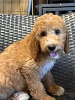 Pixie, a female Goldendoodle for sale in Campobello, SC – 2 of 4