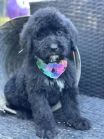 Shadow, a male Bernedoodle for sale in Campobello, SC – 2 of 3