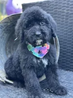Shadow, a male Bernedoodle for sale in Campobello, SC – 3 of 3