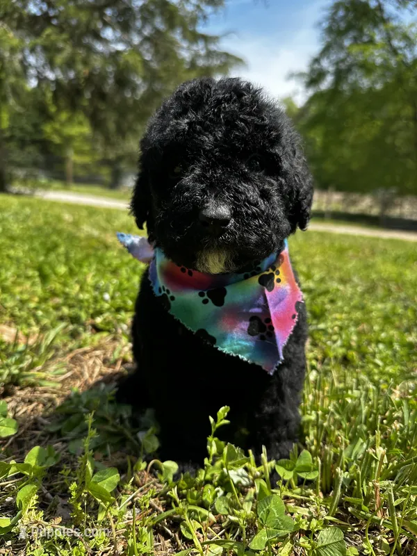 Shadow – Bernedoodle puppy for sale in Campobello, SC