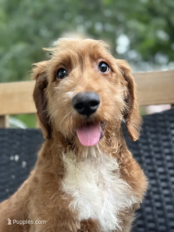 Rex – Goldendoodle puppy for sale in Campobello, SC