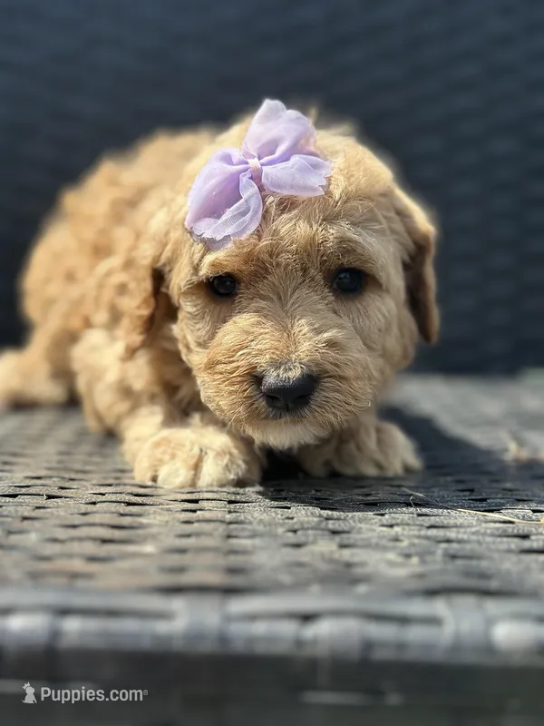 Sallie – Goldendoodle puppy for sale in Campobello, SC