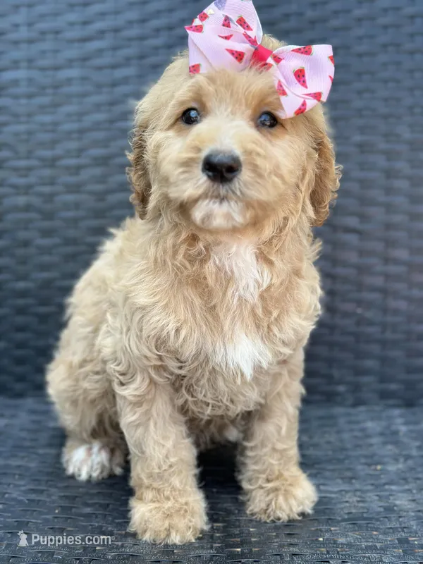 Sallie – Goldendoodle puppy for sale in Campobello, SC