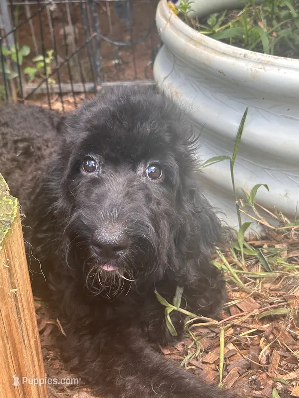 Dancer – Bernedoodle puppy for sale in Campobello, SC