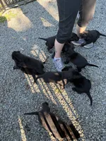 Not named, a female Labrador Retriever for sale in Bow, WA – 5 of 6