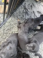 Not named, a female Labrador Retriever for sale in Bow, WA – 4 of 6