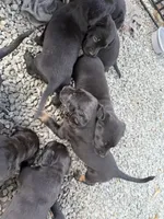 Not named, a female Labrador Retriever for sale in Bow, WA – 2 of 6