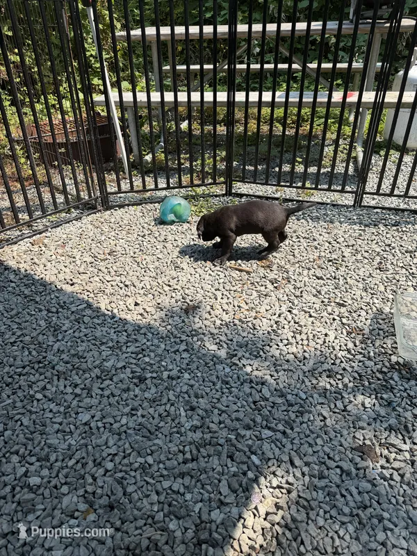 None – Labrador Retriever puppy for sale in Bow, WA