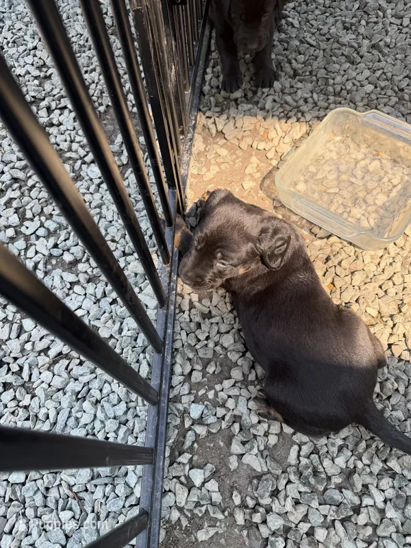 None – Labrador Retriever puppy for sale in Bow, WA