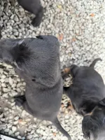 Not named, a female Labrador Retriever for sale in Bow, WA – 3 of 6