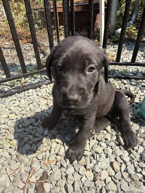 Not named – Labrador Retriever puppy for sale in Bow, WA