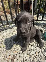 Not named, a female Labrador Retriever for sale in Bow, WA – 1 of 6