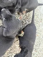 Not named, a female Labrador Retriever for sale in Bow, WA – 6 of 6