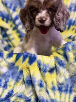 Milo, a male Cocker Spaniel for sale in Lebanon, MO – 2 of 2