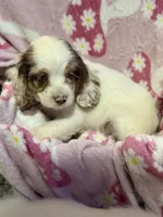 Cocoa, a female Cocker Spaniel for sale in Lebanon, MO – 2 of 4