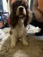 Chewy - ACA registered 1.5 year , a male Cocker Spaniel for sale in Lebanon, MO – 3 of 5