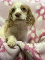 Butterscotch, a female Cocker Spaniel for sale in Lebanon, MO – 3 of 4